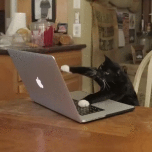 internship resume cat