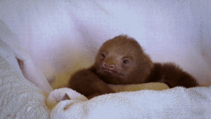 sloth buy an admissions essay